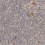 BYSL Antibody in Immunohistochemistry (IHC)