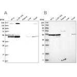 BYSL Antibody in Western Blot (WB)