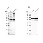 BSDC1 Antibody in Western Blot (WB)