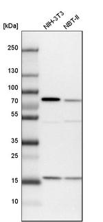 SNX9 Antibody in Western Blot (WB)