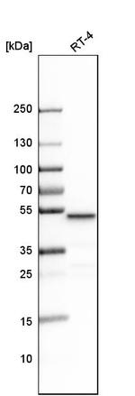 LCOR Antibody in Western Blot (WB)