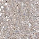 XTP3B Antibody in Immunohistochemistry (IHC)