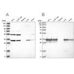 PPA2 Antibody in Western Blot (WB)