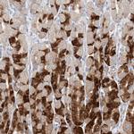 PGC Antibody in Immunohistochemistry (IHC)