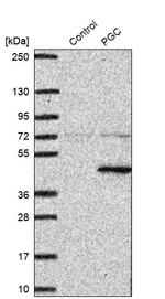 PGC Antibody in Western Blot (WB)