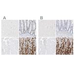 PGC Antibody in Immunohistochemistry (IHC)