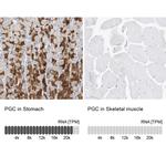 PGC Antibody