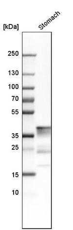 PGC Antibody in Western Blot (WB)