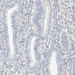 C2orf42 Antibody in Immunohistochemistry (IHC)