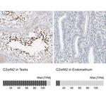 C2orf42 Antibody