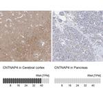 CNTNAP4 Antibody in Immunohistochemistry (IHC)