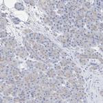 CNTNAP4 Antibody in Immunohistochemistry (IHC)
