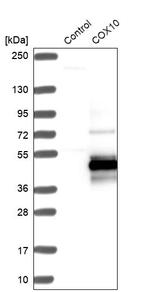 COX10 Antibody in Western Blot (WB)