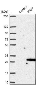 ICMT Antibody in Western Blot (WB)