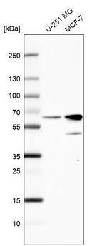 SF3A3 Antibody in Western Blot (WB)