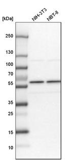 SF3A3 Antibody in Western Blot (WB)