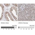 SF3A3 Antibody