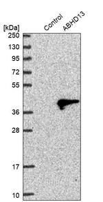 ABHD13 Antibody in Western Blot (WB)