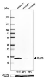COX5B Antibody