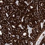 SAMM50 Antibody in Immunohistochemistry (IHC)