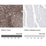 PSD4 Antibody