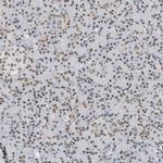 KHSRP Antibody in Immunohistochemistry (IHC)