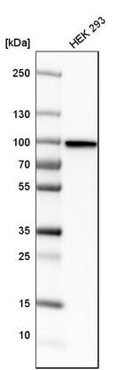 KHSRP Antibody in Western Blot (WB)