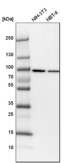 KHSRP Antibody in Western Blot (WB)