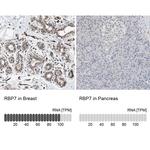 RBP7 Antibody