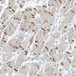 XIRP2 Antibody in Immunohistochemistry (IHC)