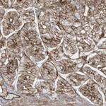 SLC9A2 Antibody in Immunohistochemistry (IHC)