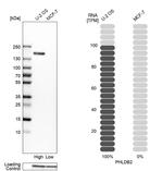 PHLDB2 Antibody in Western Blot (WB)
