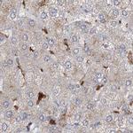 NAGK Antibody in Immunohistochemistry (IHC)