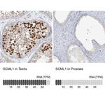 SCML1 Antibody