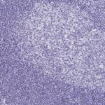 CCDC39 Antibody in Immunohistochemistry (IHC)