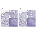 CCDC39 Antibody in Immunohistochemistry (IHC)