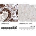 EHBP1 Antibody