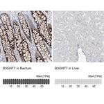 B3GNT7 Antibody