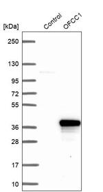 OFCC1 Antibody in Western Blot (WB)