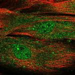 MOXD1 Antibody in Immunocytochemistry (ICC/IF)