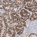 MOXD1 Antibody in Immunohistochemistry (IHC)