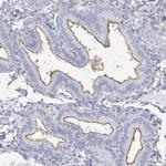 MOXD1 Antibody in Immunohistochemistry (IHC)