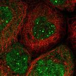 EEFSEC Antibody in Immunocytochemistry (ICC/IF)