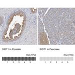 SIDT1 Antibody