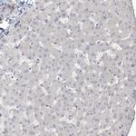 UBTD2 Antibody in Immunohistochemistry (IHC)