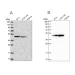 PAICS Antibody in Western Blot (WB)