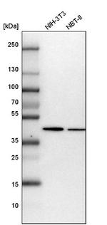 PAICS Antibody in Western Blot (WB)