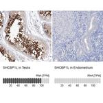 SHCBP1L Antibody