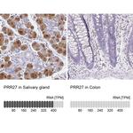 PRR27 Antibody in Immunohistochemistry (IHC)