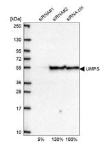 UMPS Antibody in Western Blot (WB)